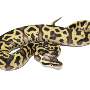 Pastel Leopard Ball Python Baby