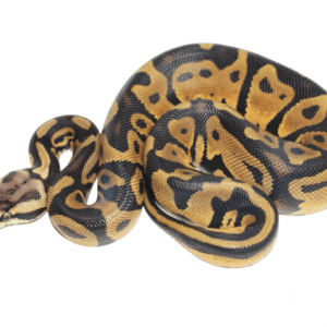 Pastel Leopard Yellowbelly