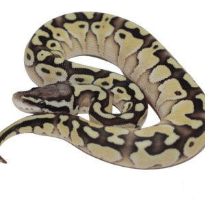 Pastel Lesser Ball Python for sale