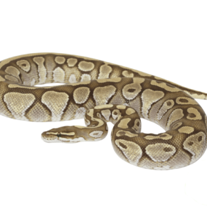 Pastel Lesser Ghost Adult Ball Python