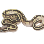 Pastel Lesser Yellowbelly Ball Python