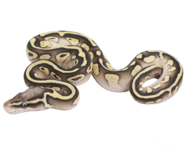 Pastel Lesser Yellowbelly Ball Python