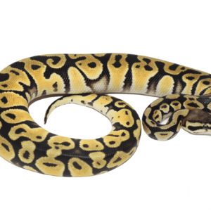 Pastel Orange Dream Ball Python