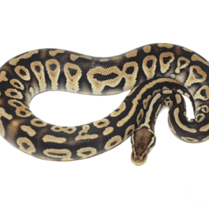 Pastel Phantom Ball Python