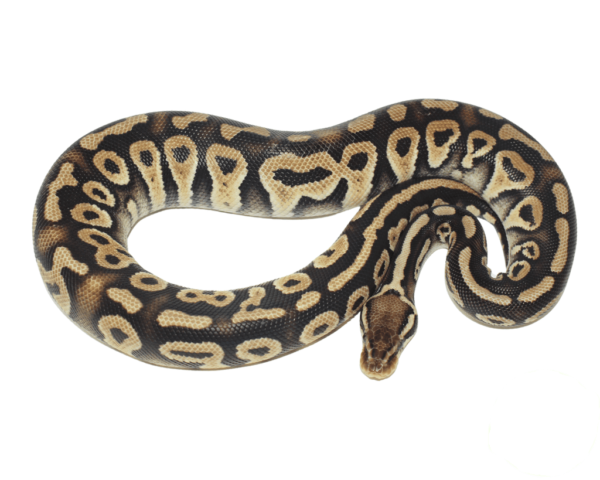 Pastel Phantom Ball Python