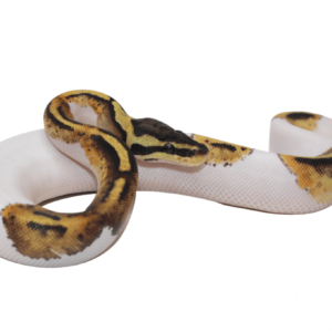 Pastel Piebald