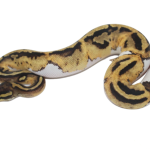 Pastel Pied (High Pattern)