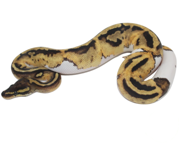 Pastel Pied (High Pattern)