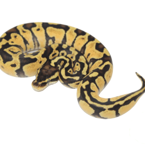 Pastel Russo Ball Python