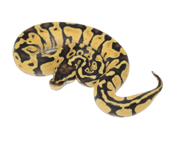 Pastel Russo Ball Python