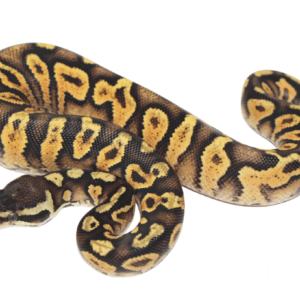 Pastel Spark Ball Python