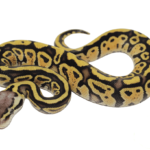 Pastel Specter Ball Python