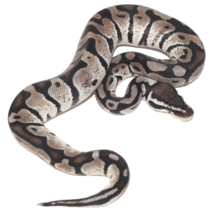 Axanthic Ball Python for sale