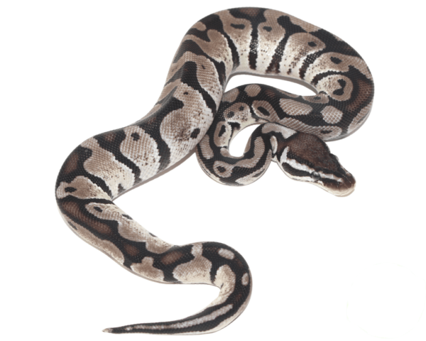 Axanthic Ball Python for sale