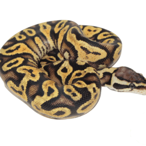 Pastel Yellowbelly Ball Python