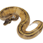 Pastel Yellowbelly Pied Ball Python