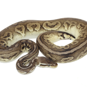 Pewter Adult Ball Python