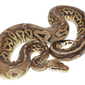 Pewter Adult Ball Python