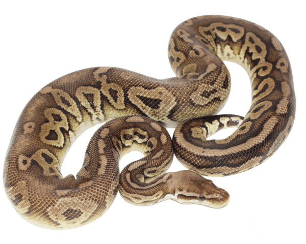 Pewter Adult Ball Python