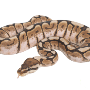 Pewter Bee Ball Python