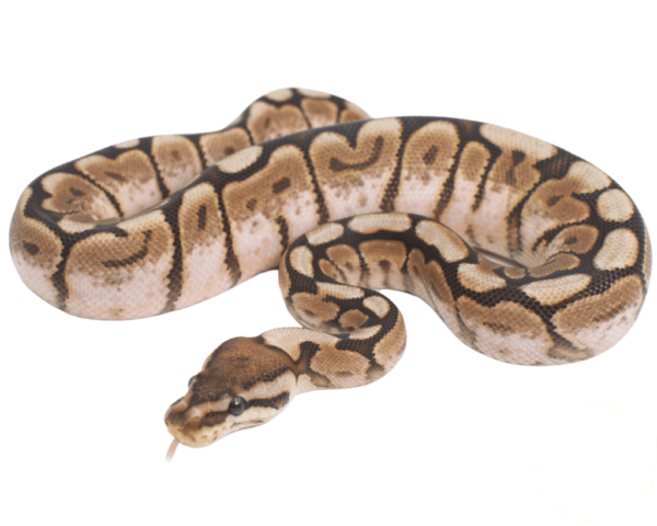 Pewter Bee Ball Python