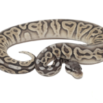 Pewter Ghost Ball Python