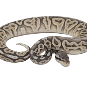 Pewter Ghost Ball Python