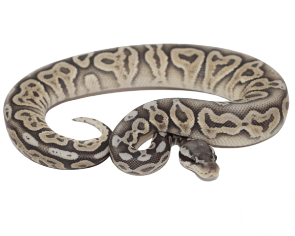 Pewter Ghost Ball Python