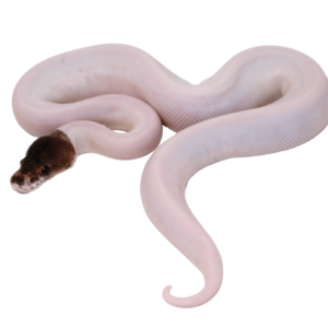 Pewter Pied Ball Python Baby