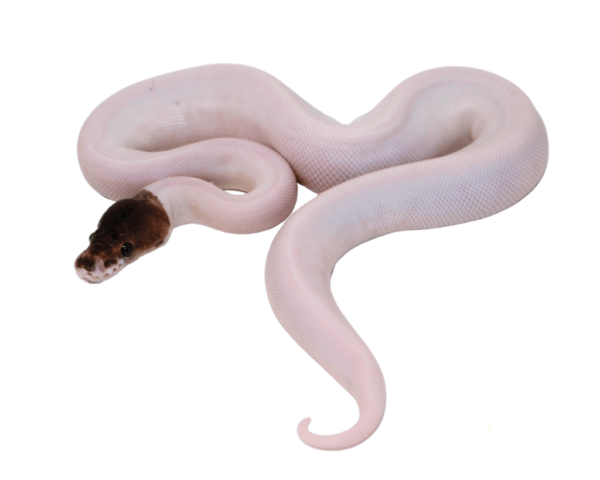 Pewter Pied Ball Python Baby