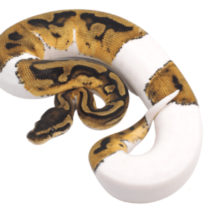 Pied (50/50) Ball Python Baby