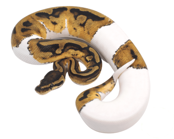 Pied (50/50) Ball Python Baby