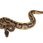 Pied (Full Pattern) Ball Python Baby