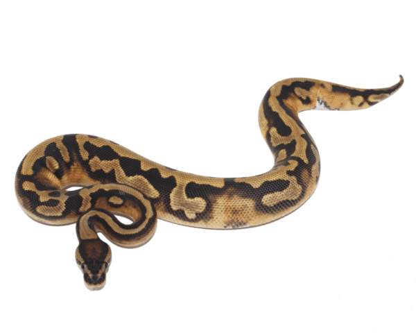 Pied (Full Pattern) Ball Python Baby