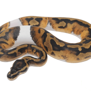 Pied (High-Pattern) Ball Python