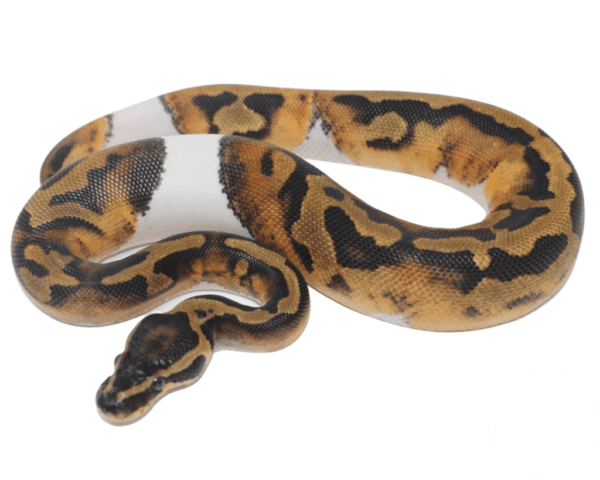 Pied (High-Pattern) Ball Python