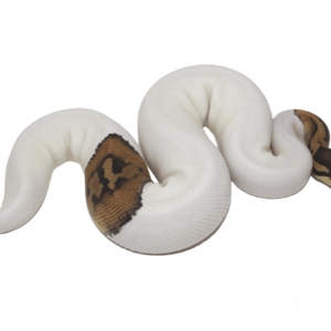 Pied (High White) Ball Python Baby