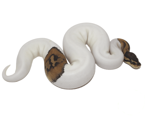 Pied (High White) Ball Python Baby