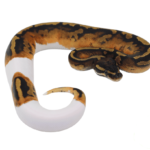 Pumpkin Pied Ball Python