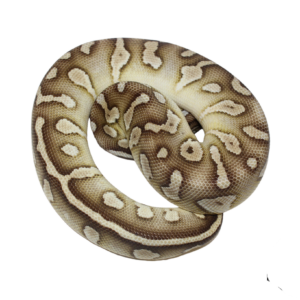 Raven Pastel Butter Ball Python Female (#112624-10)