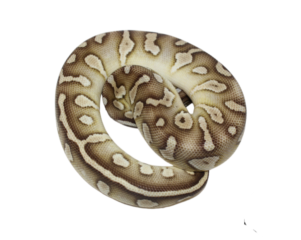 Raven Pastel Butter Ball Python Female (#112624-10)