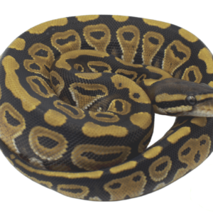 Russo Ball Python Baby