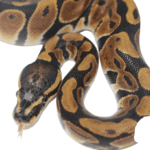 scaleless ball python for sale