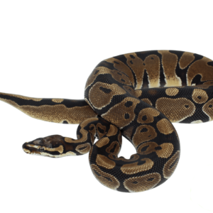 Scaleless Head Ball Python Adult