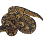 Scaleless Head het. Albino Ball Python