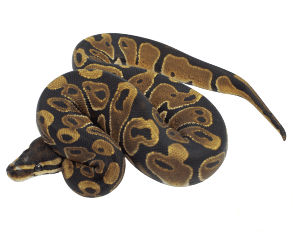 Scaleless Head het. Albino Ball Python