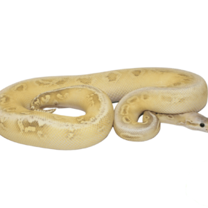 Silverstreak Ghost Ball Python Adult