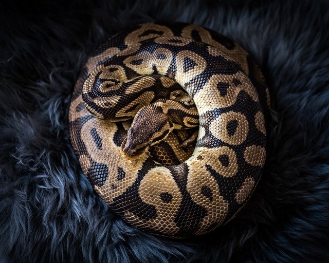 Ball Pythons for sale