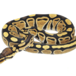 Spark Ball Python