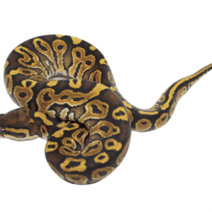 Special Ball Python